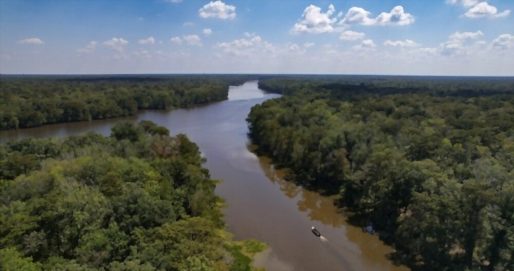 louisiana swamp