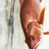 14 Questions You Might Be Afraid to Ask About Redfish Fishing In Florida