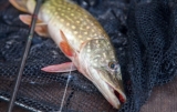 Pike Fishing Mastery: Maximizing Your Success With The Right Fishing Line!